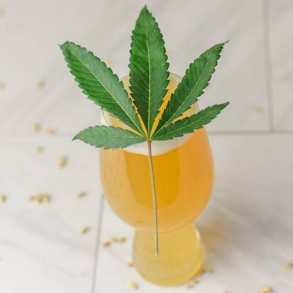 marijuana leaf with beer