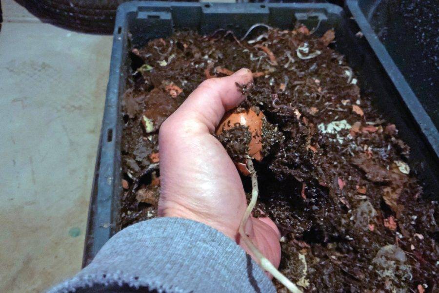 worm composting red wigglers