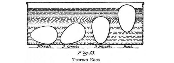 egg-hydrometer-testing-the-freshness-of-an-egg-smaller-size